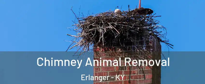  Chimney Animal Removal Erlanger - KY