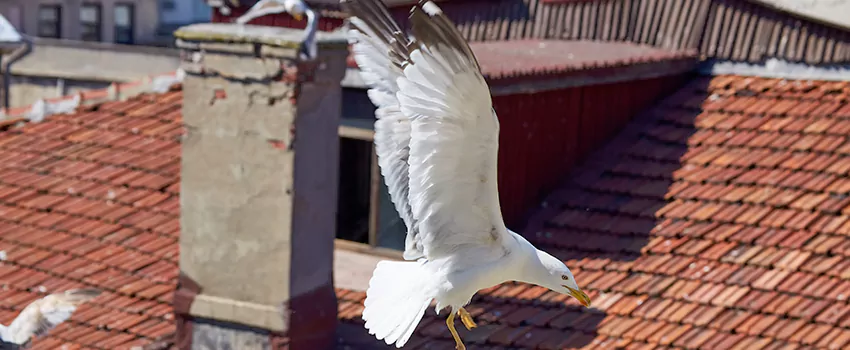 Residential Chimney Animal Removal Solution in Erlanger, KY