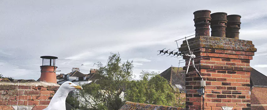 Chimney Cleaning And Restoration in Erlanger, Kentucky